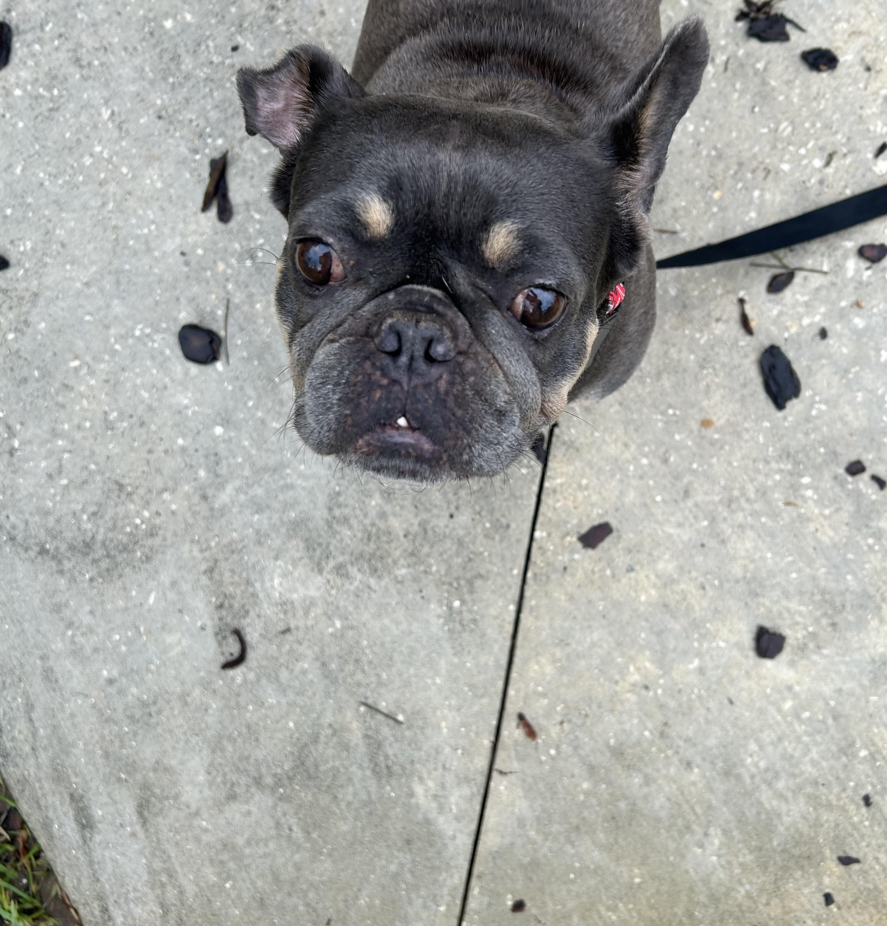Luna , a ADOPTABLE French Bulldog in Palm Coast, FL image 4/4