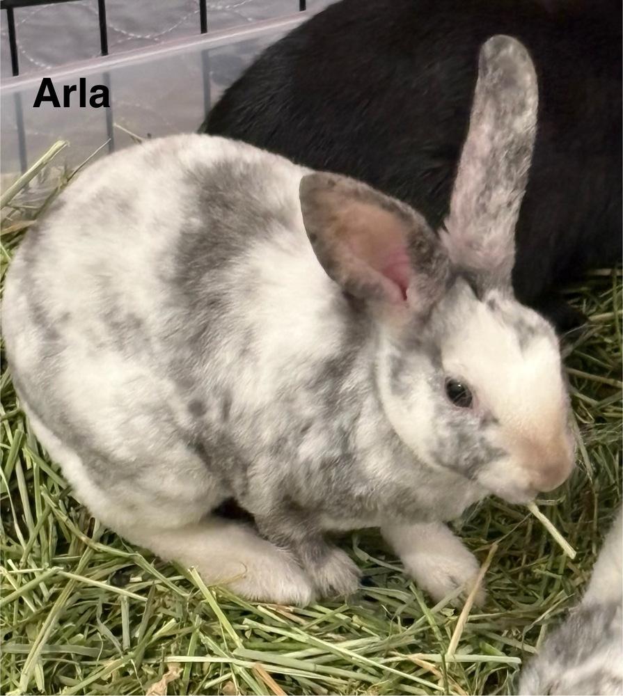 Enlarge Arla, a Adoptable mixed breed in Naples, FL image 1/3