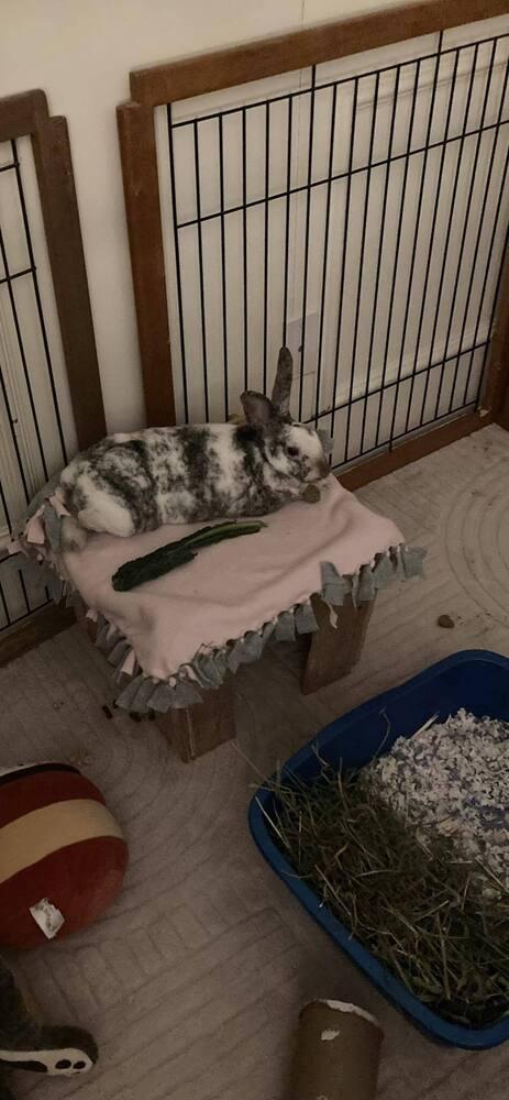 Enlarge Arla, a Adoptable mixed breed in Naples, FL image 2/3