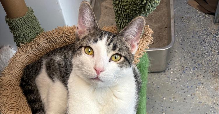 Quartz, Adoptable, Adult Male Domestic Short Hair.