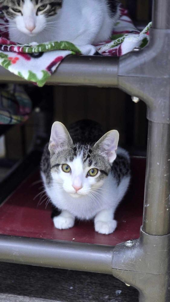 Quartz, a Adoptable mixed breed in Mishawaka, IN image 2/6