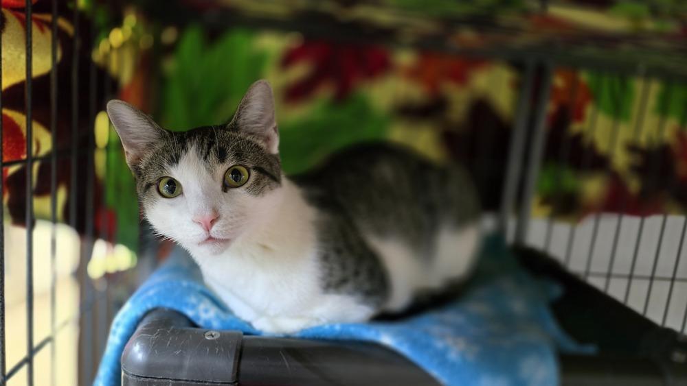 Quartz, a Adoptable mixed breed in Mishawaka, IN image 3/6