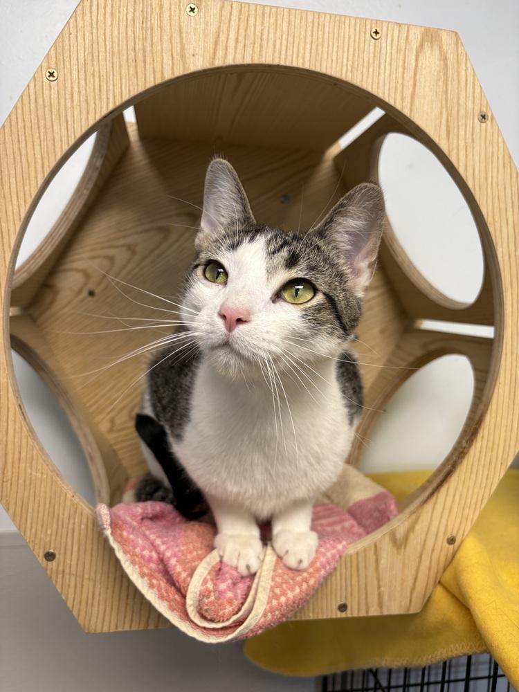 Quartz, a Adoptable mixed breed in Mishawaka, IN image 4/6