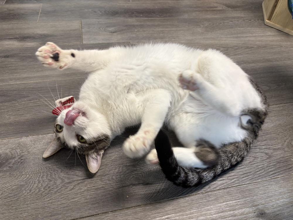 Quartz, a Adoptable mixed breed in Mishawaka, IN image 5/6