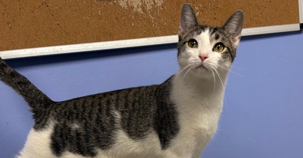 Quartz, a Adoptable mixed breed in Mishawaka, IN image 6/6