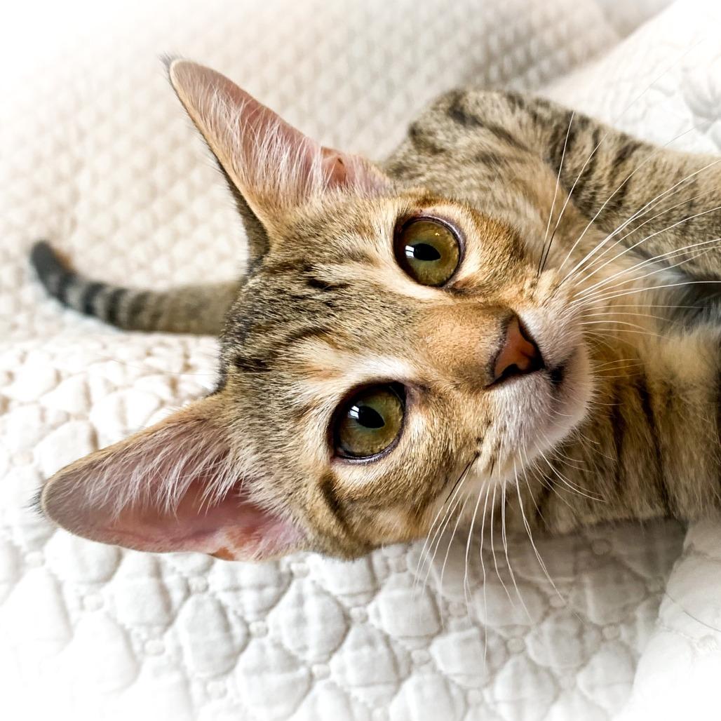 Bluebell, Adoptable, Young Female Domestic Short Hair.