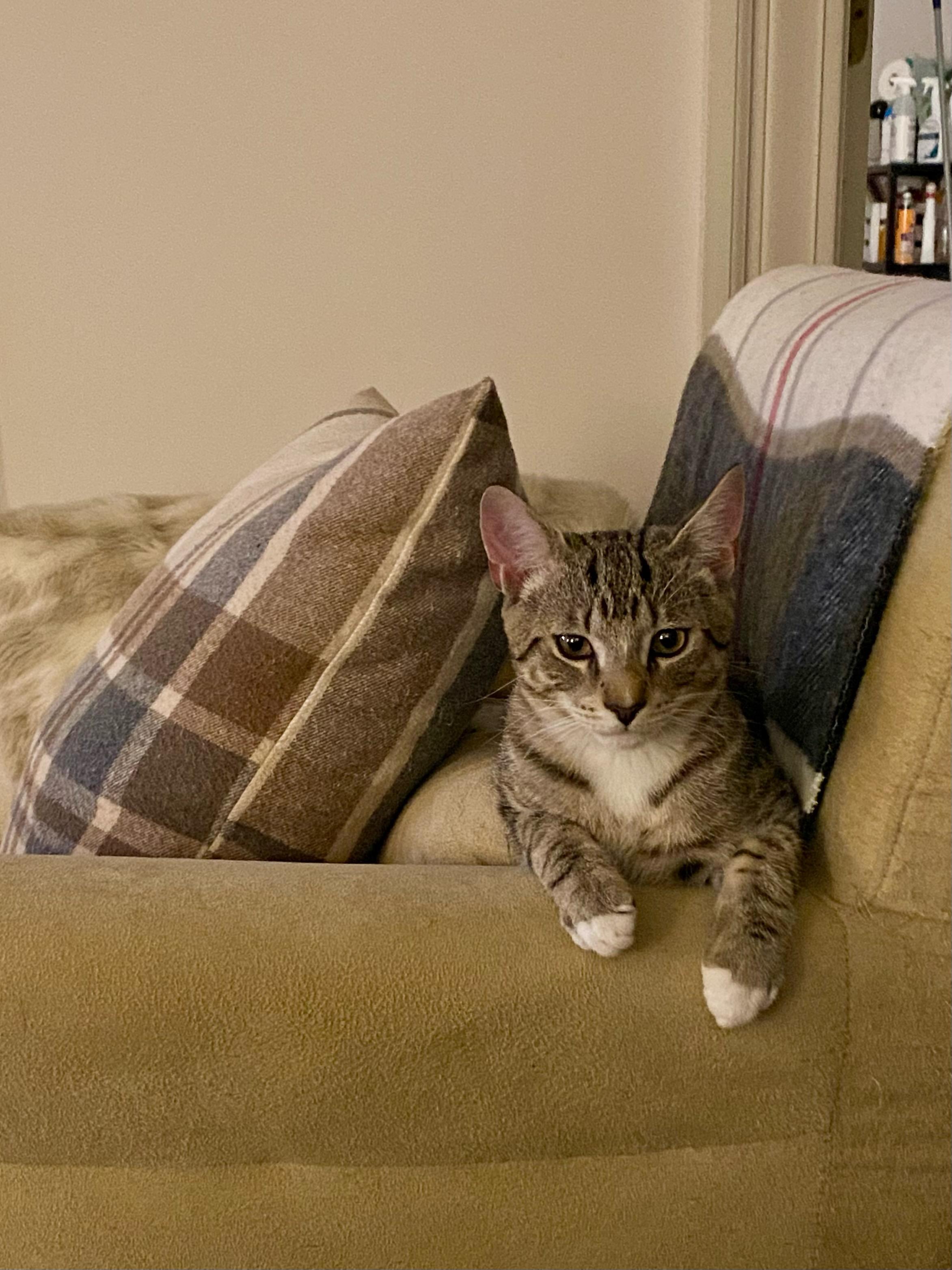 Chesnut (and Ollie) — thumbnail 3