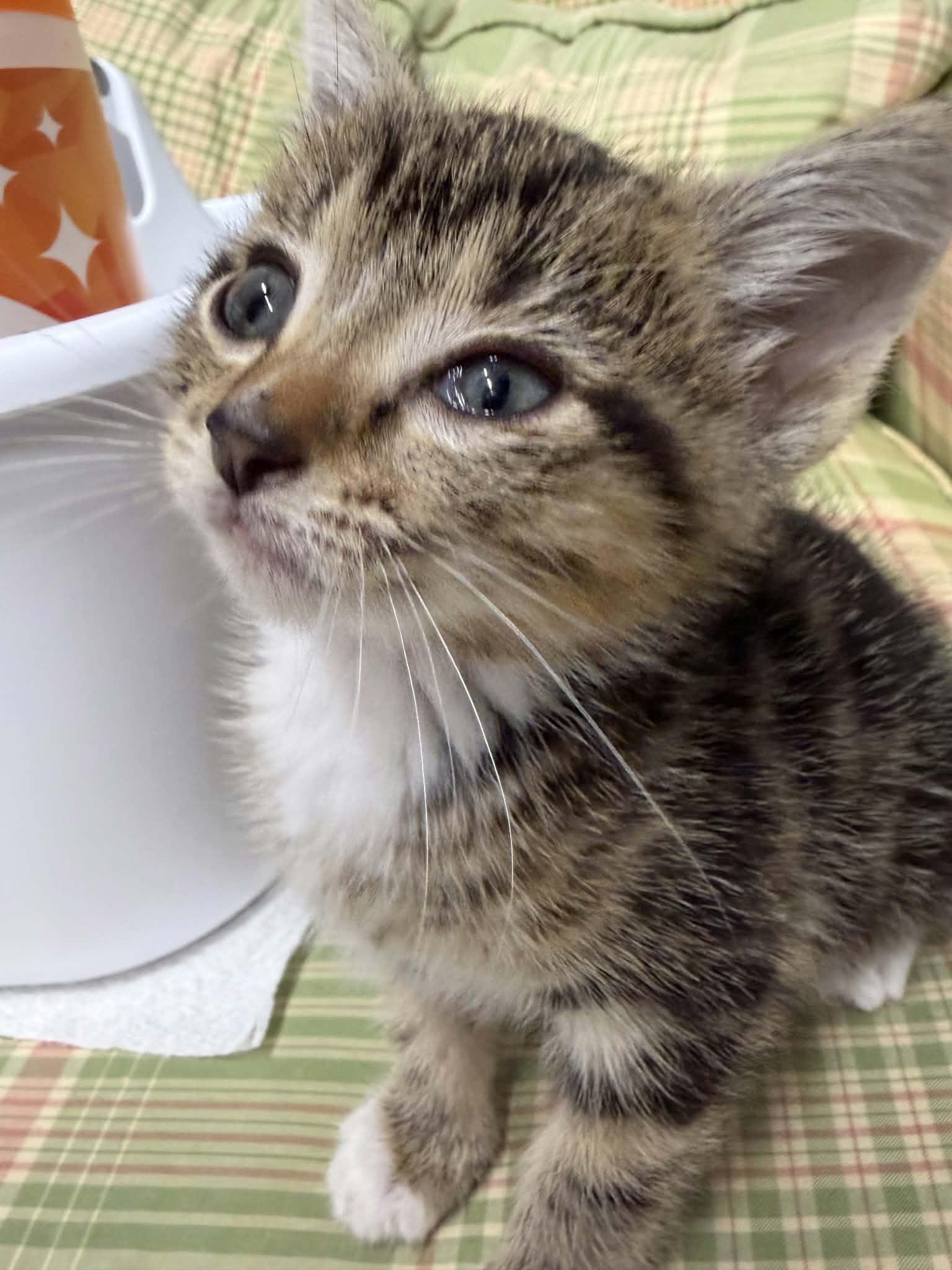 Cuddles, an adopted Domestic Short Hair in Greenville, NC image 5/6