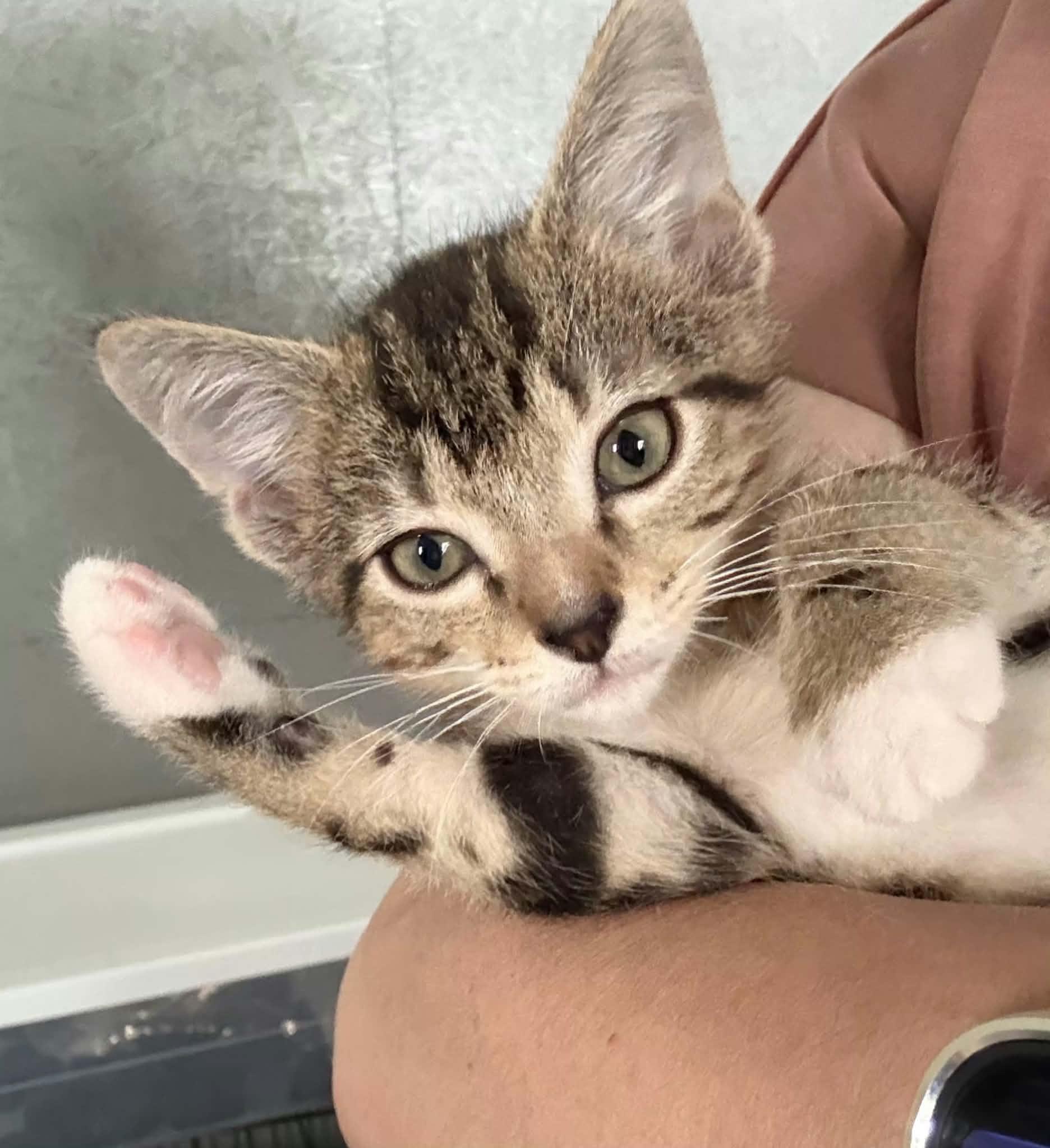 Cuddles, adopted, Kitten Male Domestic Short Hair.
