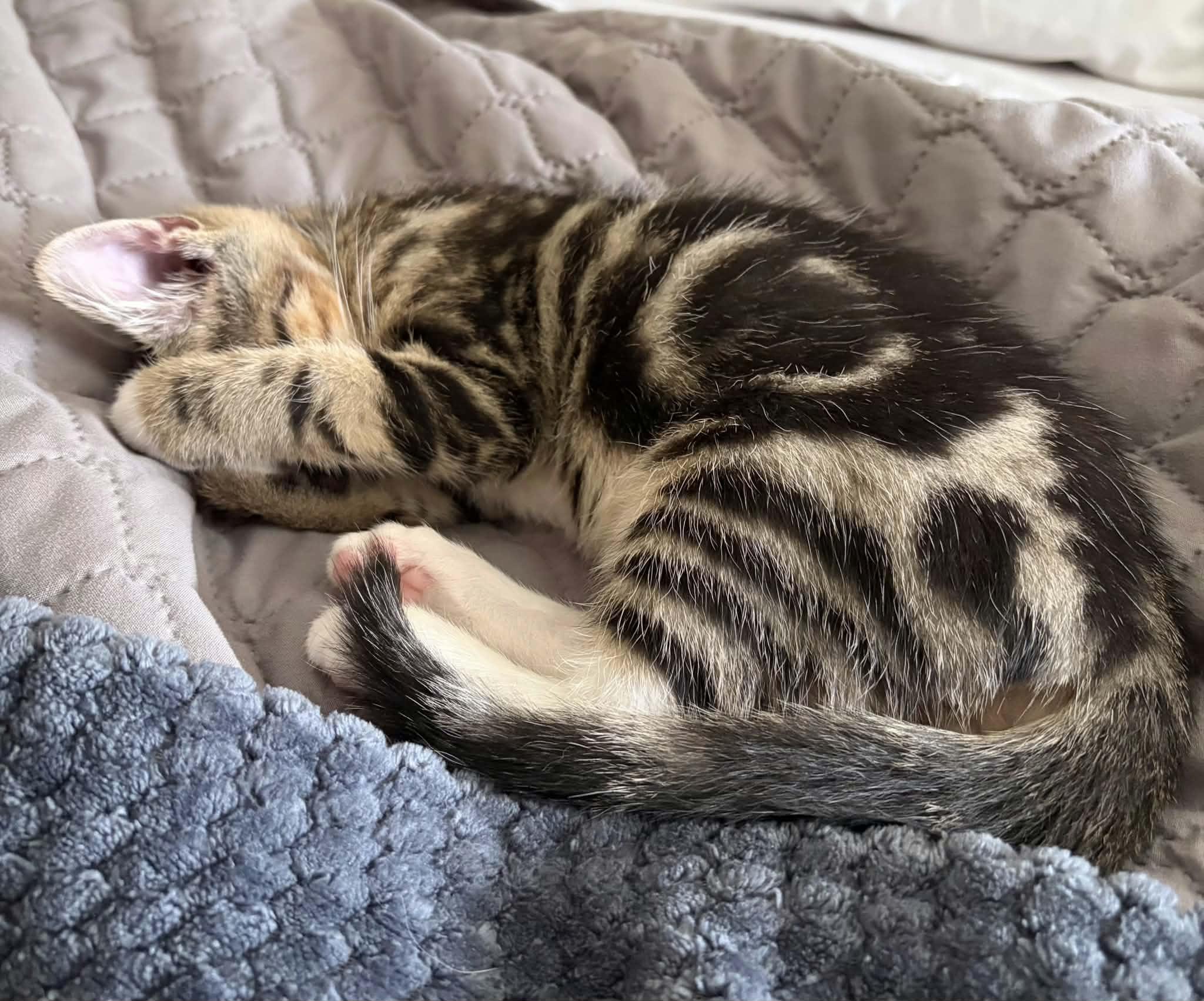 Cuddles, an adopted Domestic Short Hair in Greenville, NC image 2/6