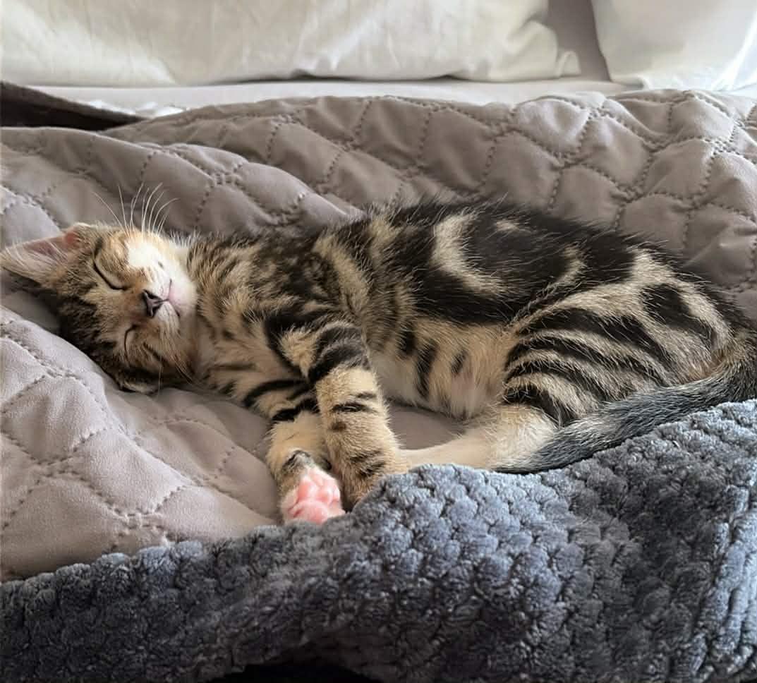 Cuddles, an adopted Domestic Short Hair in Greenville, NC image 6/6