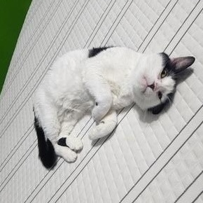 Sport, Adoptable, Young Male Domestic Short Hair.