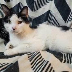 Sport, a Adoptable Domestic Short Hair in Springdale, AR image 2/3