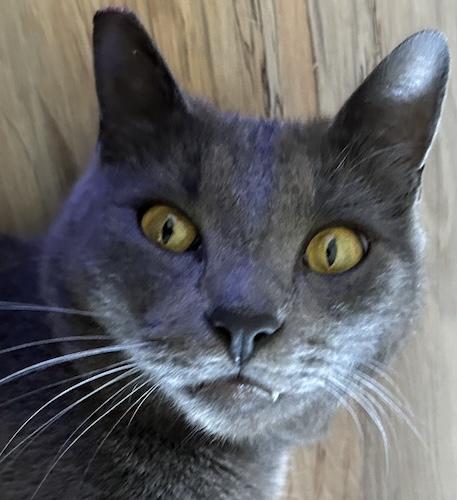 Enlarge Denim, a ADOPTABLE mixed breed in Fair Oaks, CA image 1/1