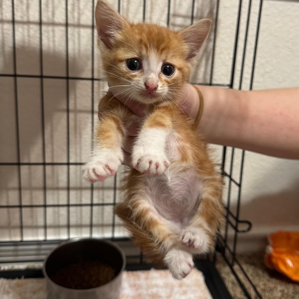 Orange Peel, Adoptable, Kitten Male Domestic Short Hair & Domestic Short Hair.