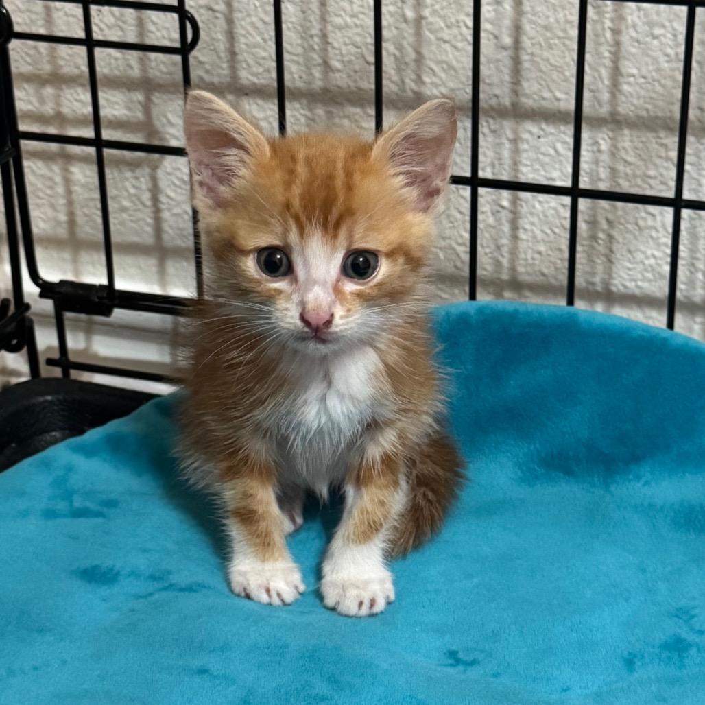Enlarge Orange Peel, a Adoptable mixed breed in Crowley, TX image 2/2