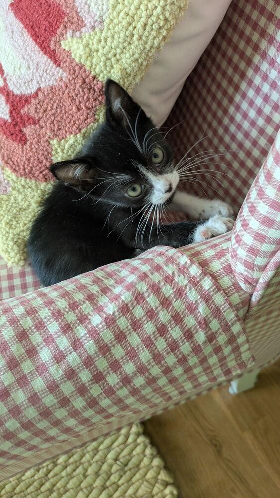 Enlarge Snuzzle, a Adoptable mixed breed in Wilmington, NC image 1/2