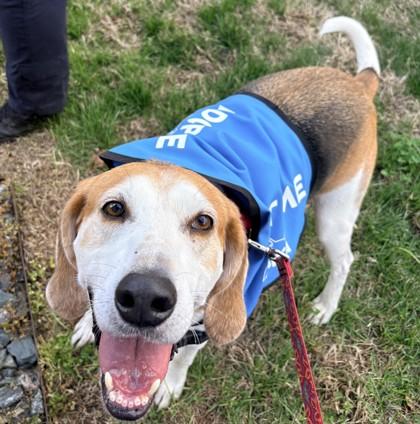 Jett, Adoptable, Adult Male Hound & Mixed Breed.