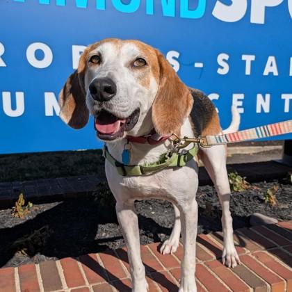 Jett, a Adoptable mixed breed in Richmond, VA image 2/3