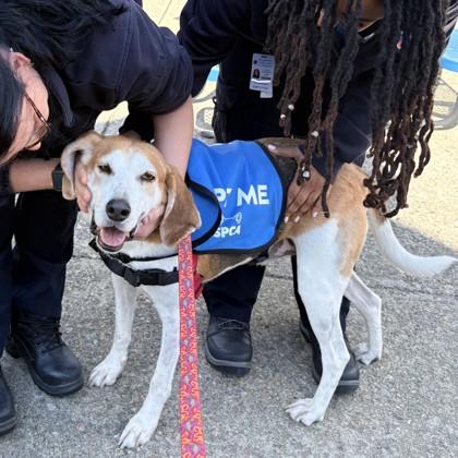 Jett, a Adoptable mixed breed in Richmond, VA image 3/3