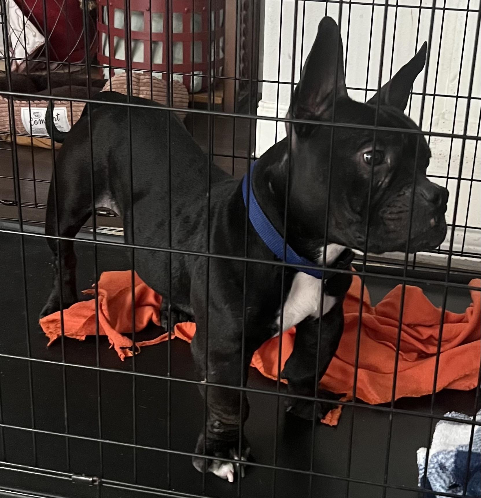 Gumbo, a Adoptable mixed breed in Dallas, TX image 5/5