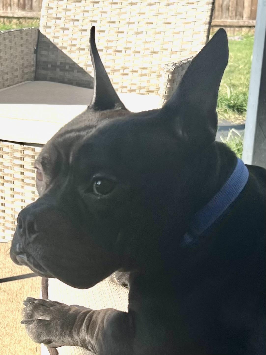 Gumbo, a Adoptable mixed breed in Dallas, TX image 3/5