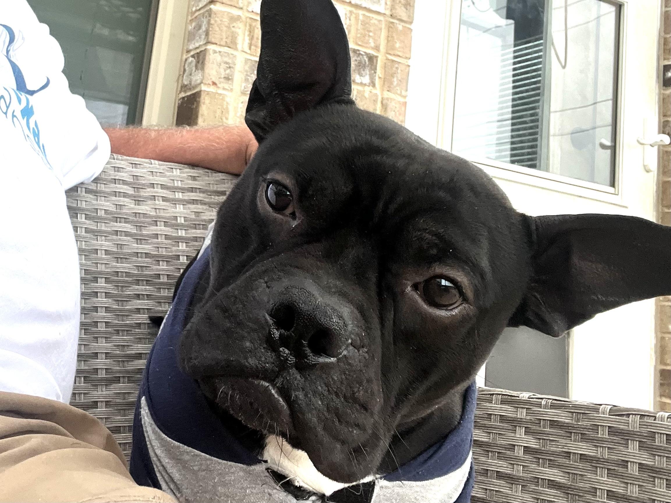 Gumbo, Adoptable, Adult Male French Bulldog.