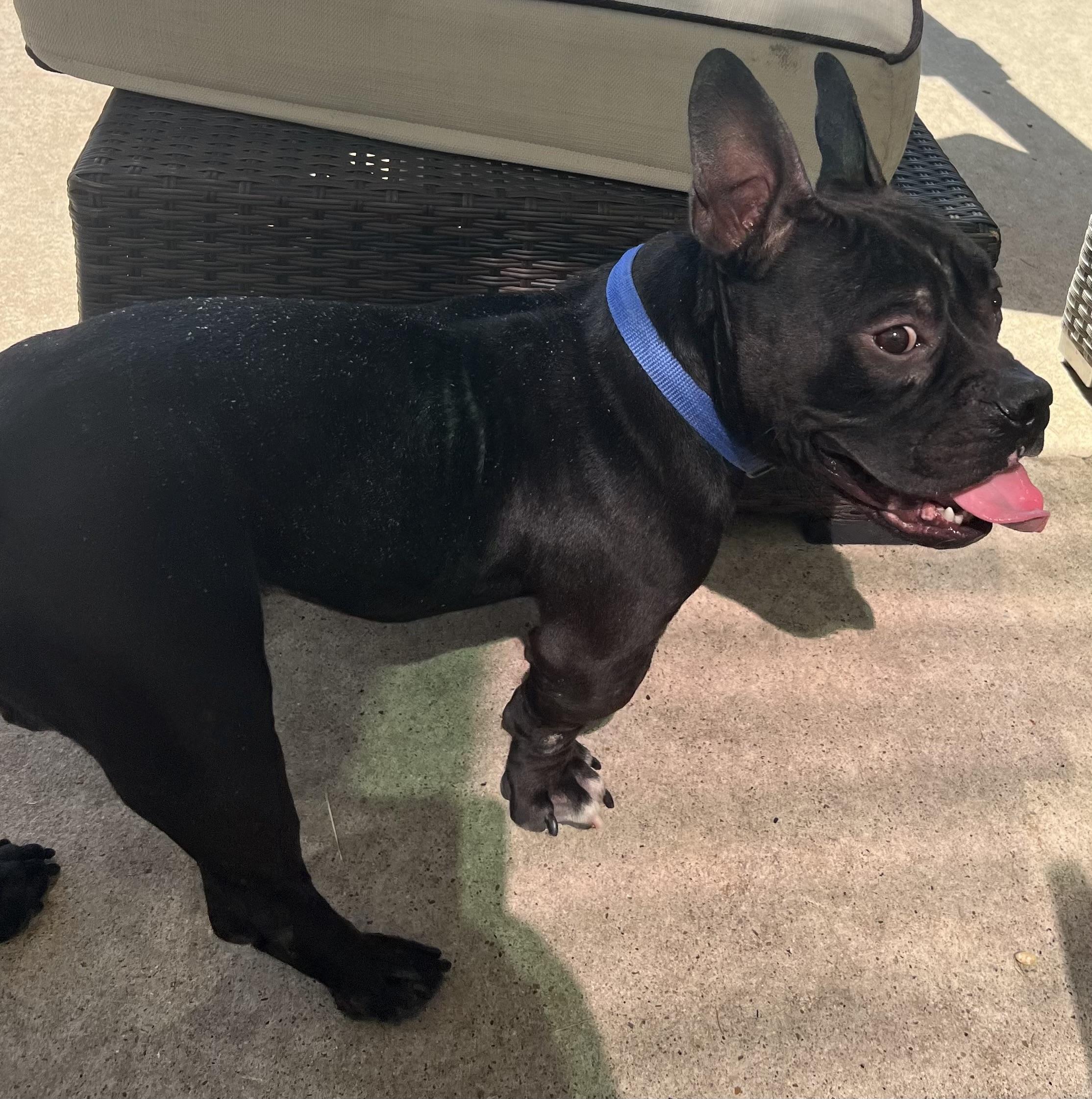 Gumbo, a Adoptable mixed breed in Dallas, TX image 2/5