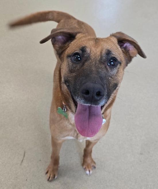 Enlarge Sprinkle, a Adoptable mixed breed in North Syracuse, NY image 1/2