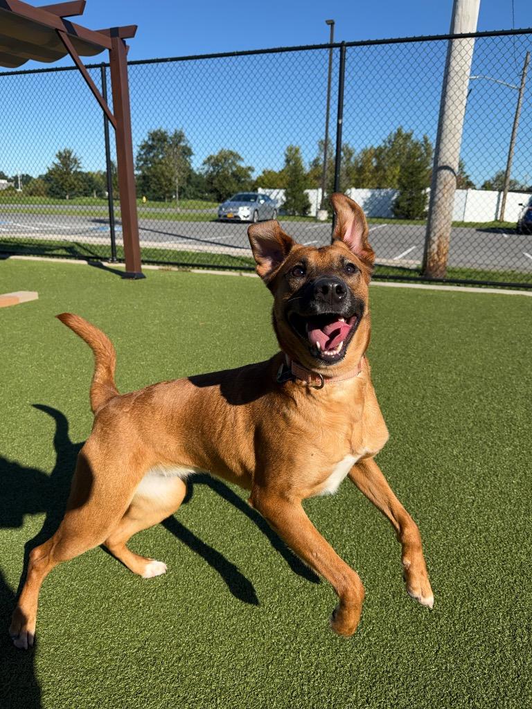 Enlarge Sprinkle, a Adoptable mixed breed in North Syracuse, NY image 2/3