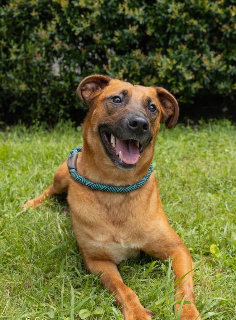 Enlarge Sprinkle, a Adoptable mixed breed in North Syracuse, NY image 2/2
