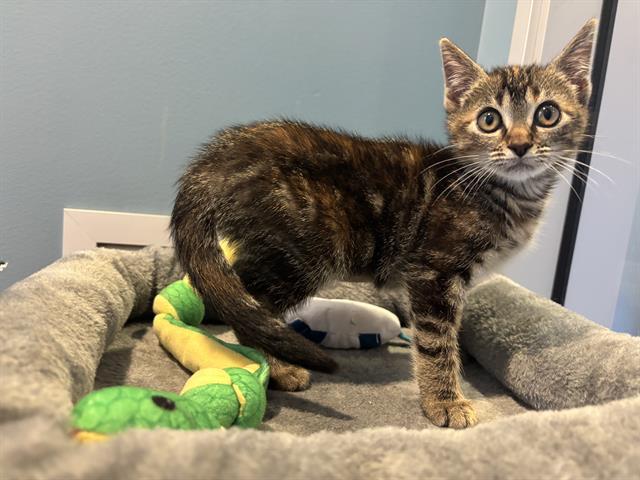CHERRY, Adoptable, Kitten Female Domestic Short Hair.