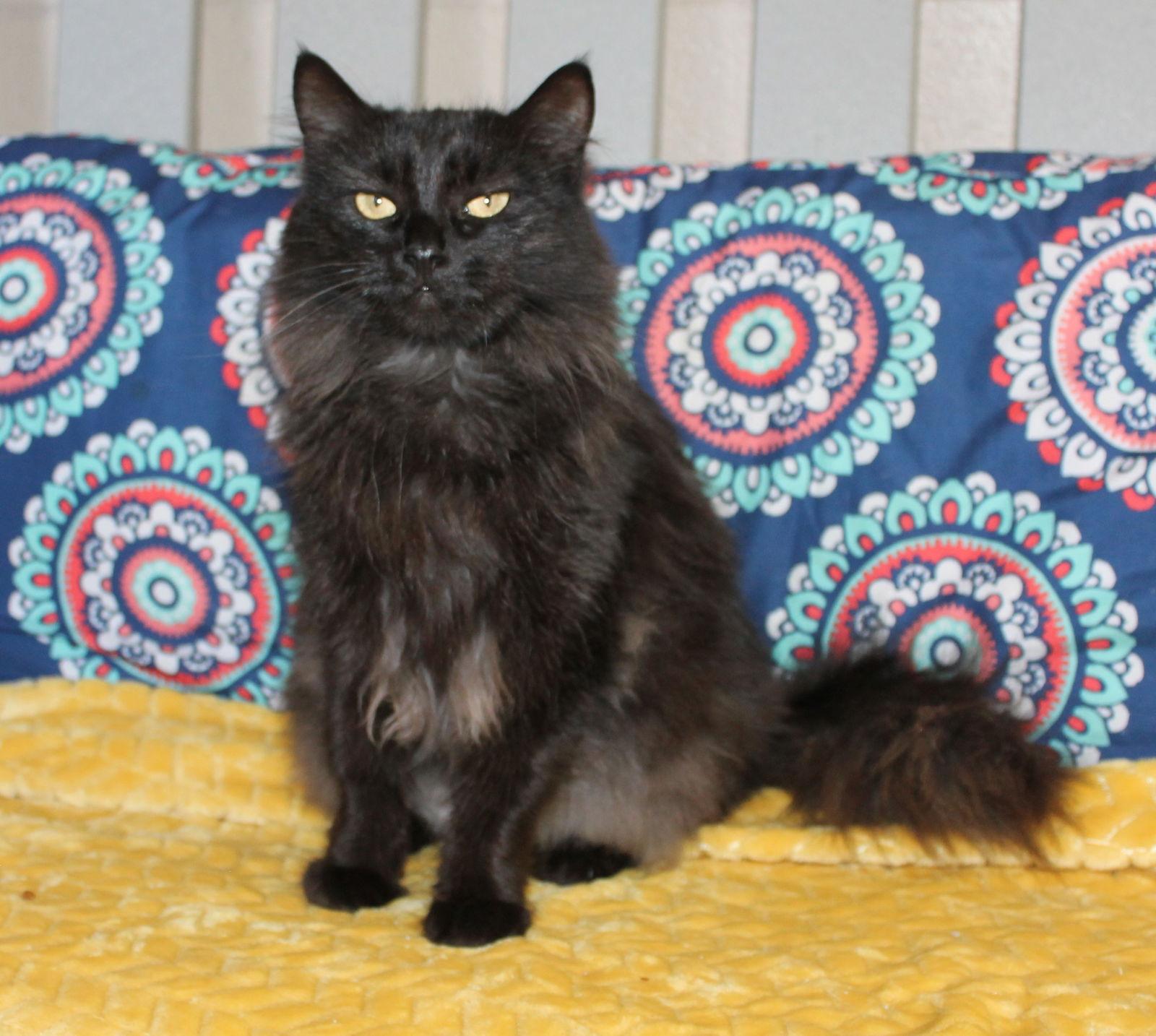 Chaos - 43117, Adoptable, Adult Male Domestic Long Hair.