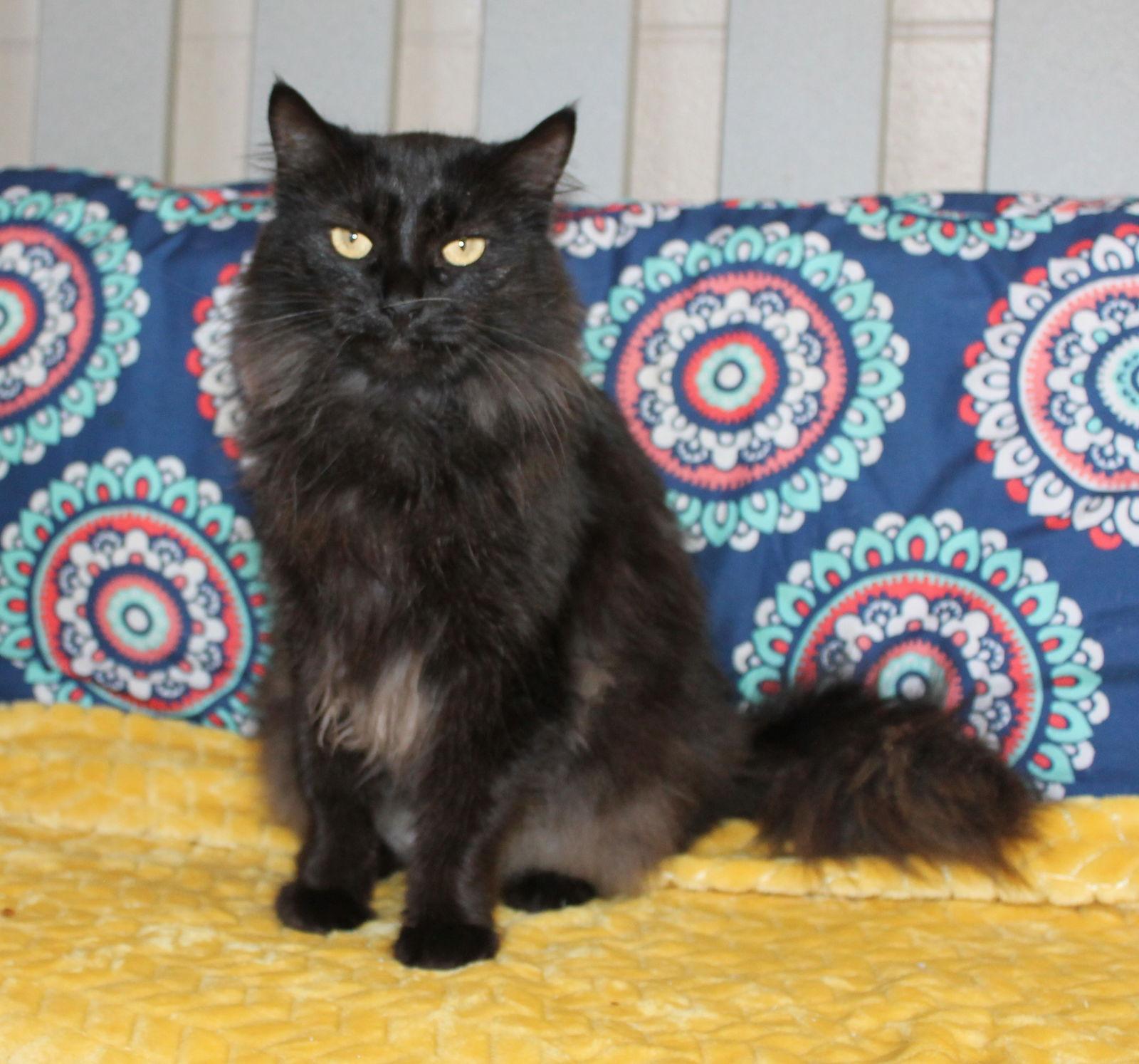 Enlarge Chaos - 43117, a Adoptable Domestic Long Hair in Prattville, AL image 2/3