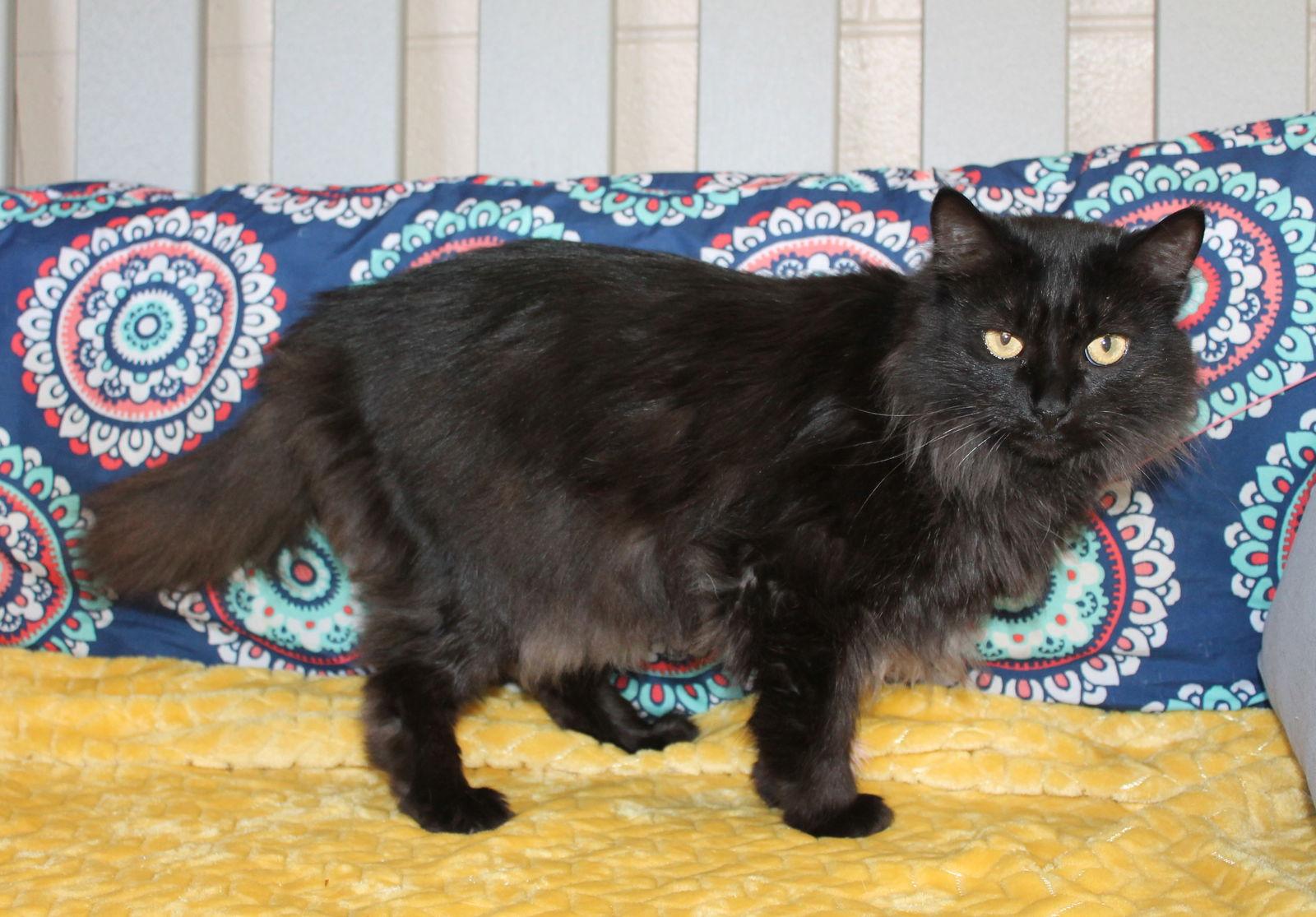 Enlarge Chaos - 43117, a Adoptable Domestic Long Hair in Prattville, AL image 3/3