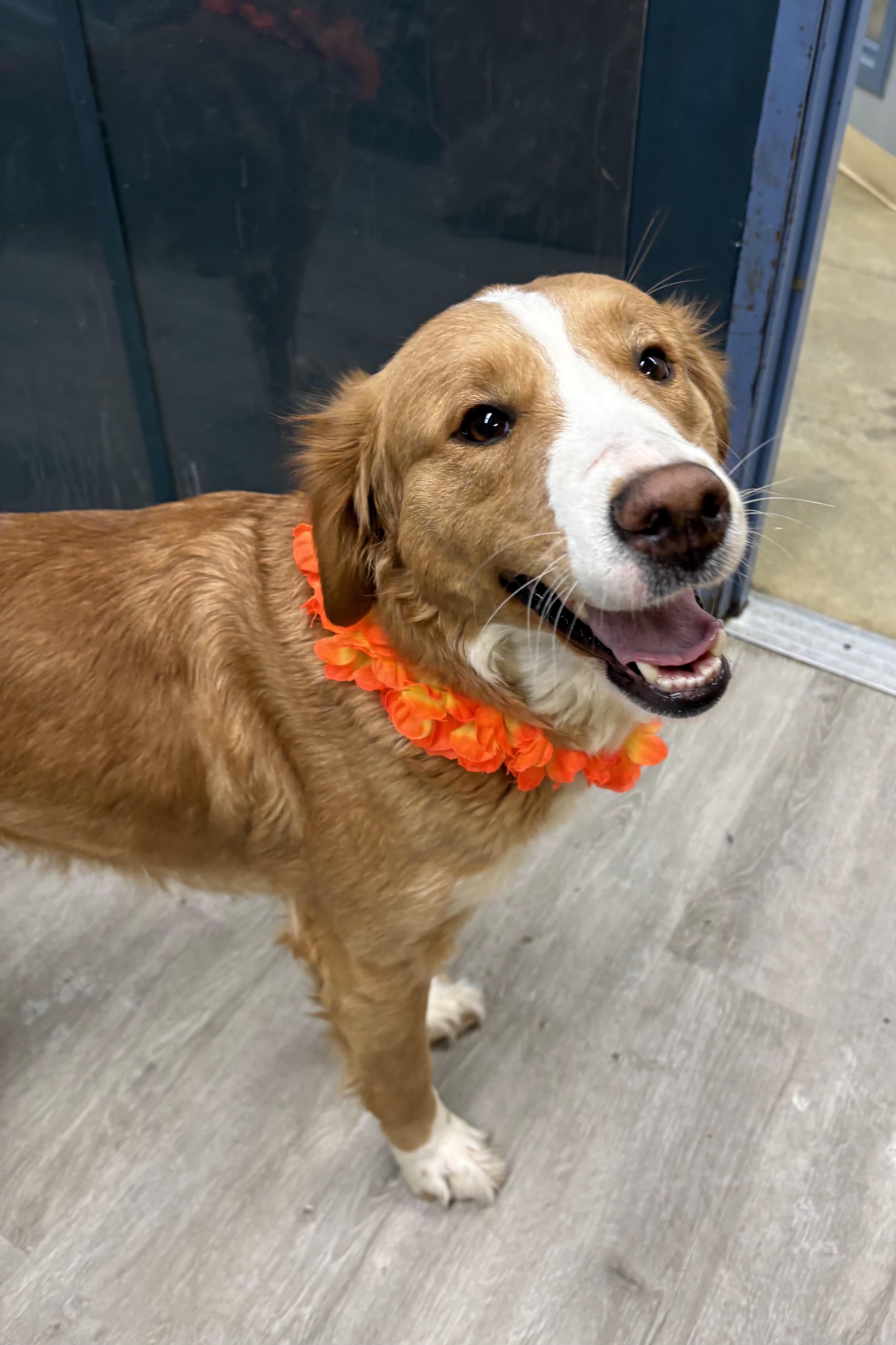 Enlarge Candace, an adopted mixed breed in Mansfield, OH image 4/4