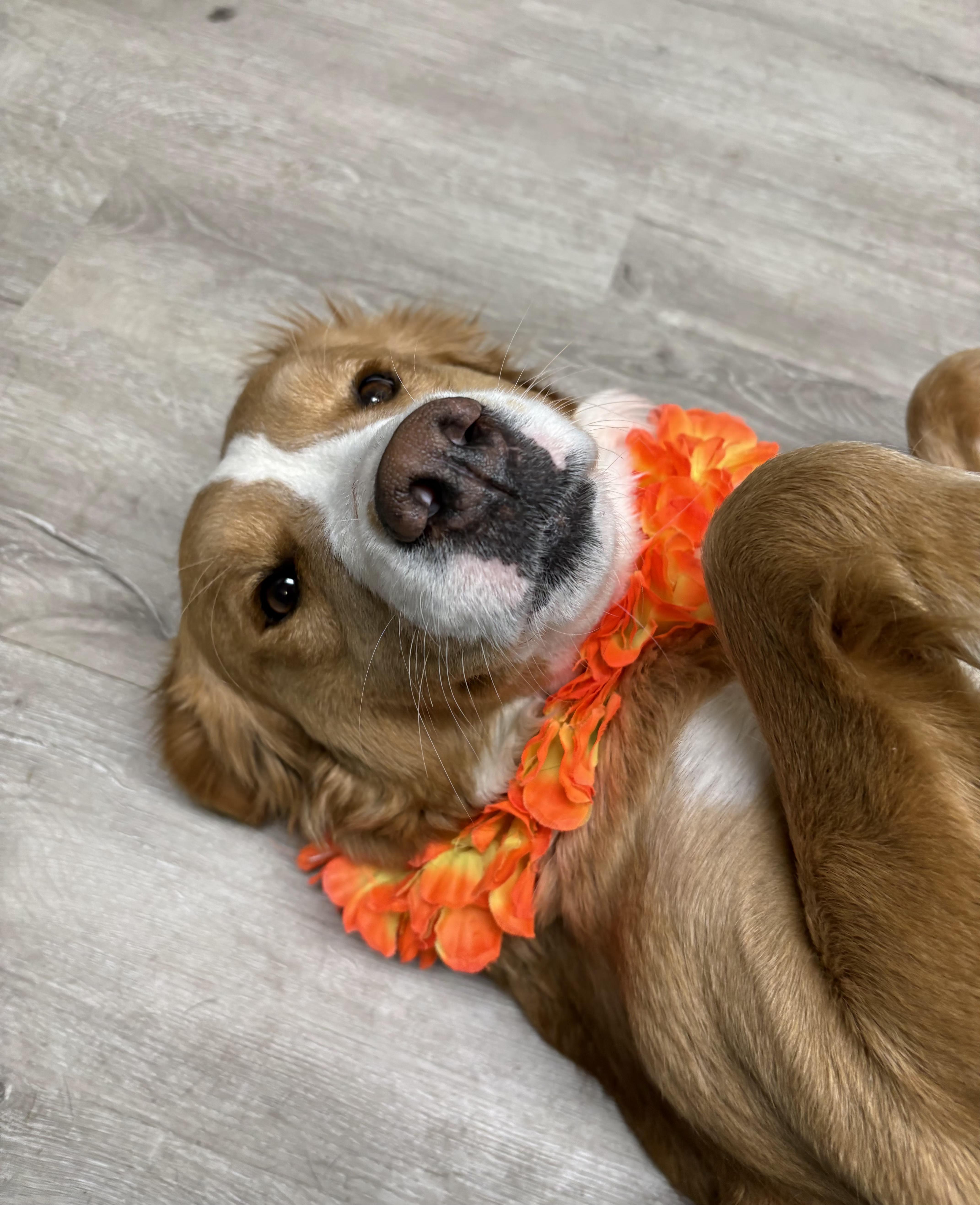 Enlarge Candace, an adopted mixed breed in Mansfield, OH image 1/4