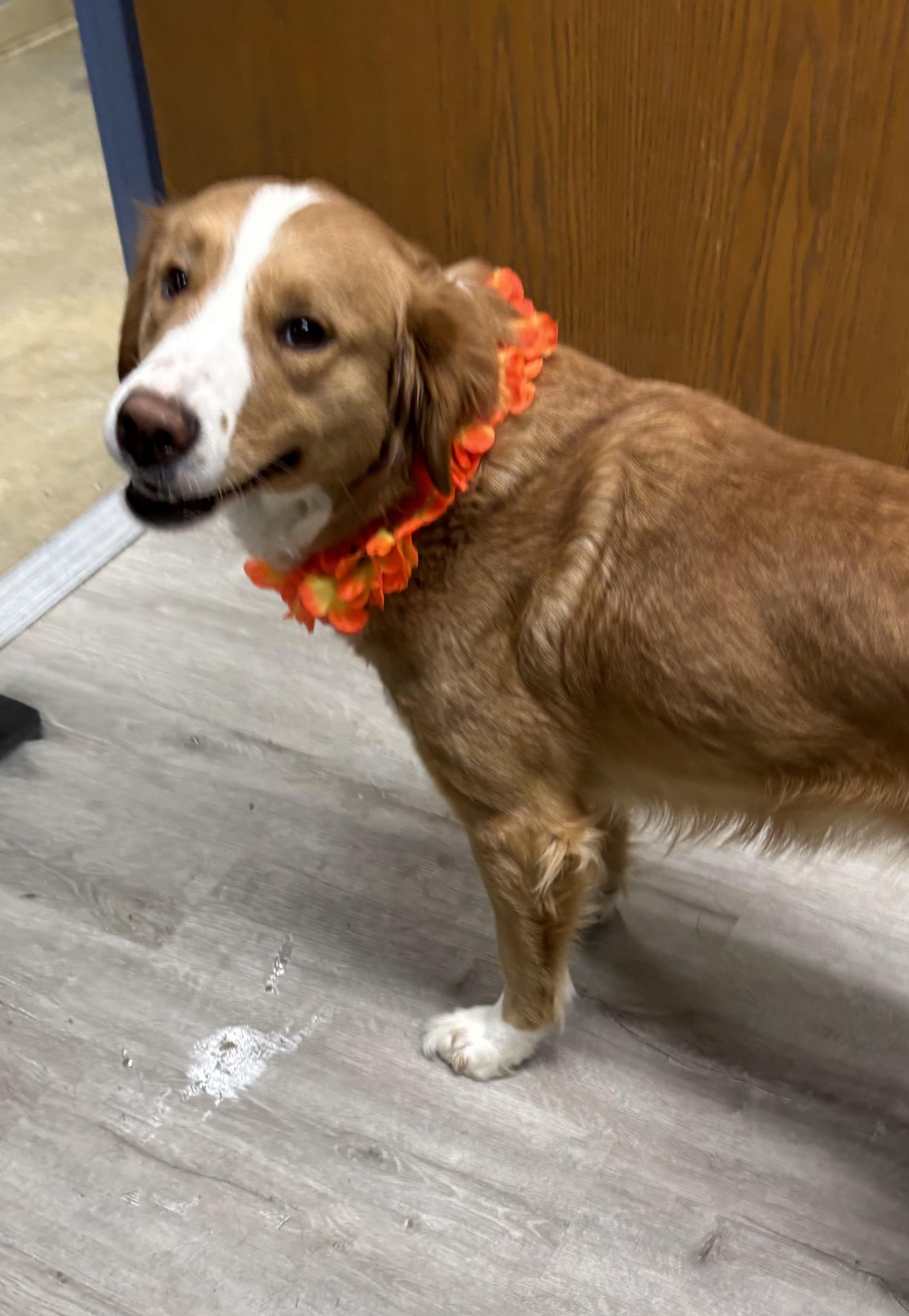 Enlarge Candace, an adopted mixed breed in Mansfield, OH image 3/4