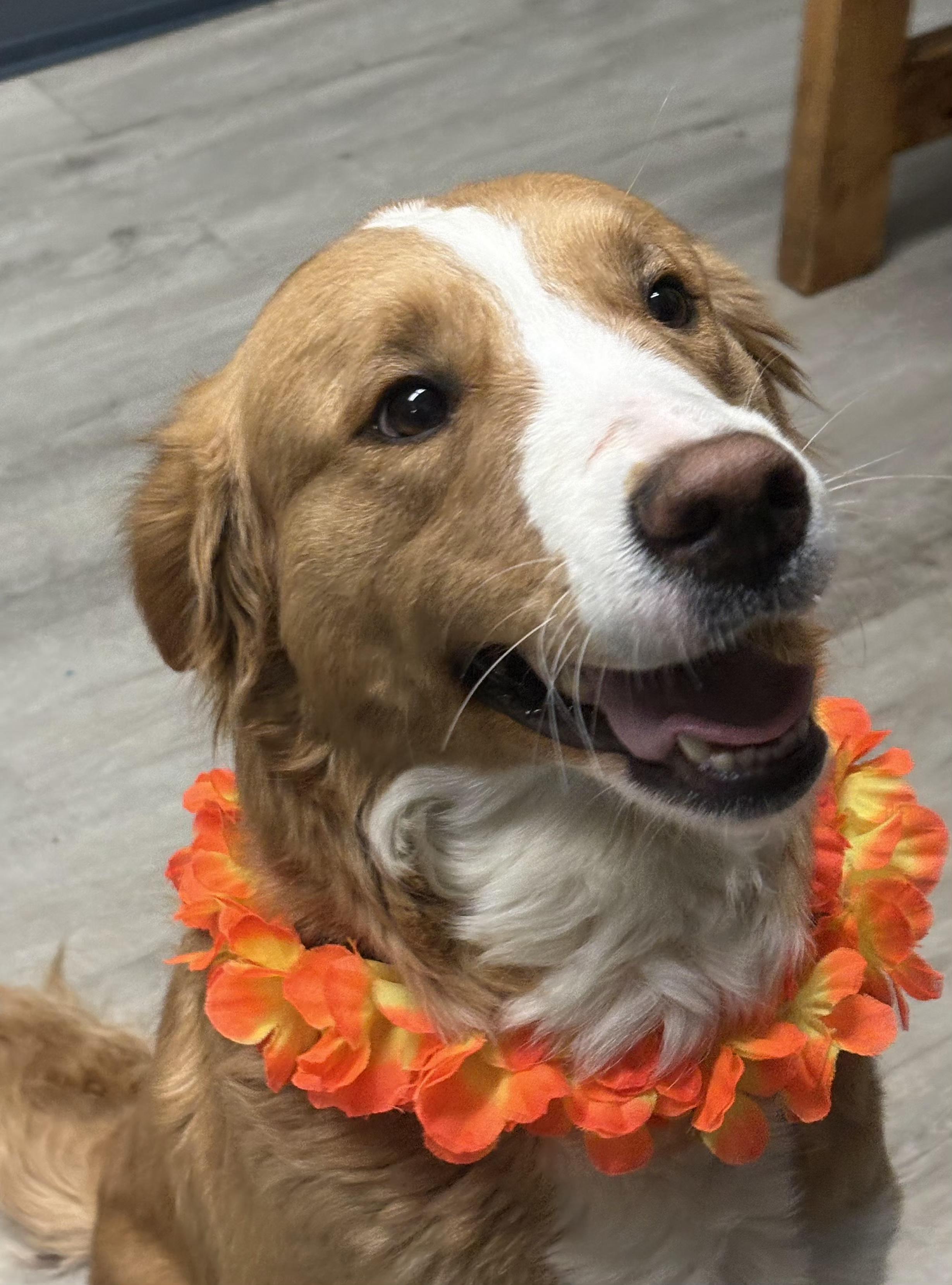 Enlarge Candace, an adopted mixed breed in Mansfield, OH image 2/4