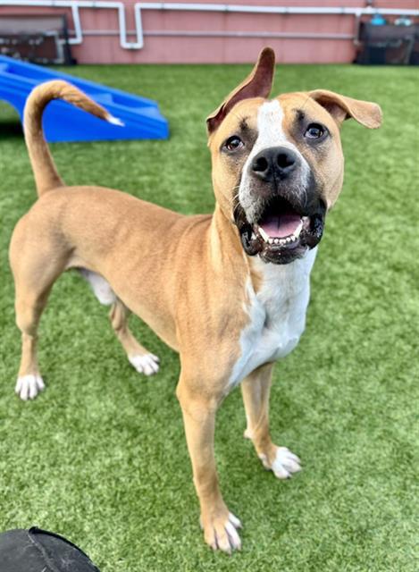 PEZ, Adoptable, Young Male Pit Bull Terrier & Mixed Breed.