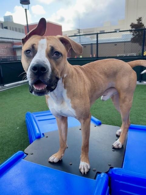 PEZ, Adoptable, Young Male Pit Bull Terrier & Mixed Breed.