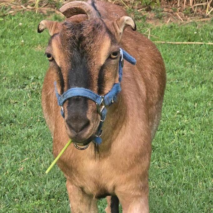 Travis, Adopted, Adult Male LaMancha.
