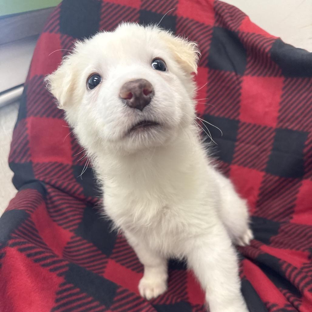 Capellini, Adoptable, Puppy Male Great Pyrenees & Anatolian Shepherd.