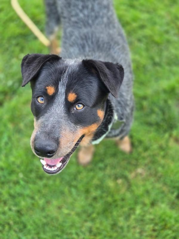 Romeo, Adoptable, Adult Male Australian Cattle Dog / Blue Heeler.