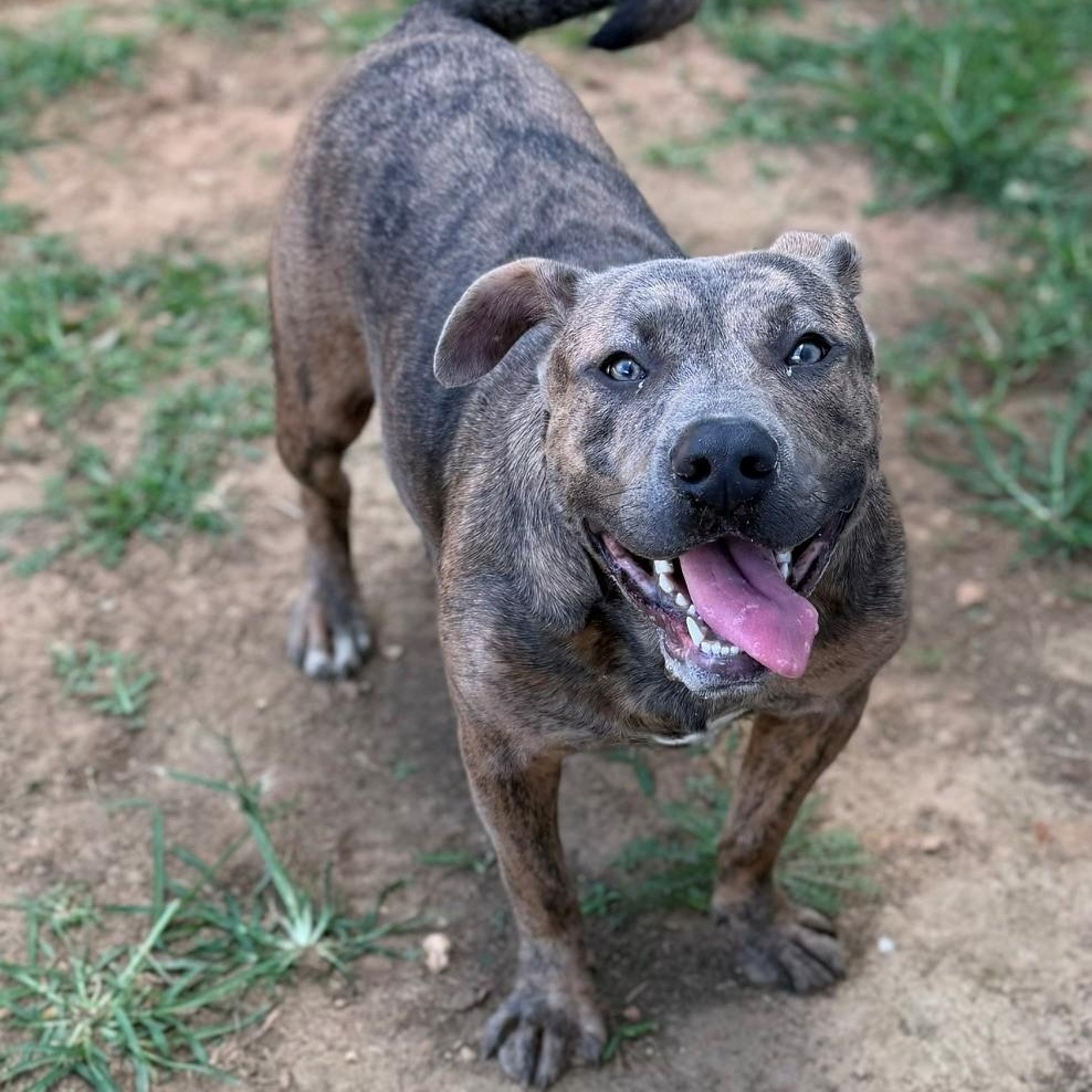 Jean, adopted, Adult Male Mixed Breed.