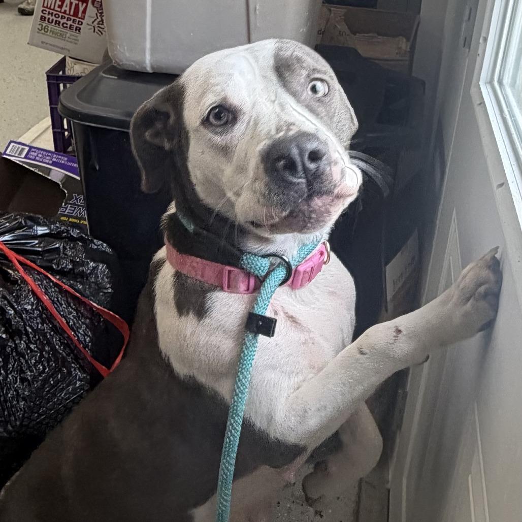 Enlarge Vayda, a Adoptable Pit Bull Terrier in Marion, VA image 1/2