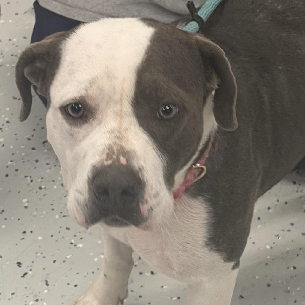 Enlarge Vayda, a Adoptable Pit Bull Terrier in Marion, VA image 2/2