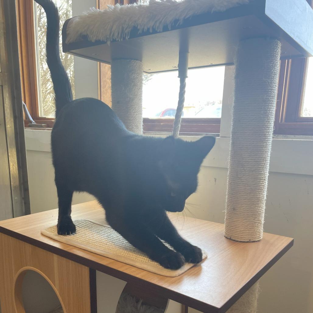 U-Turn, Adoptable, Adult Female Domestic Short Hair.