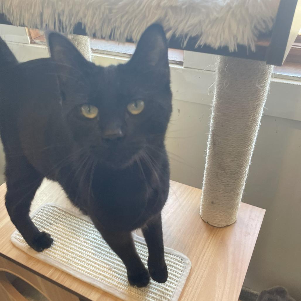 Enlarge U-Turn, a Adoptable Domestic Short Hair in South Haven, MI image 2/4