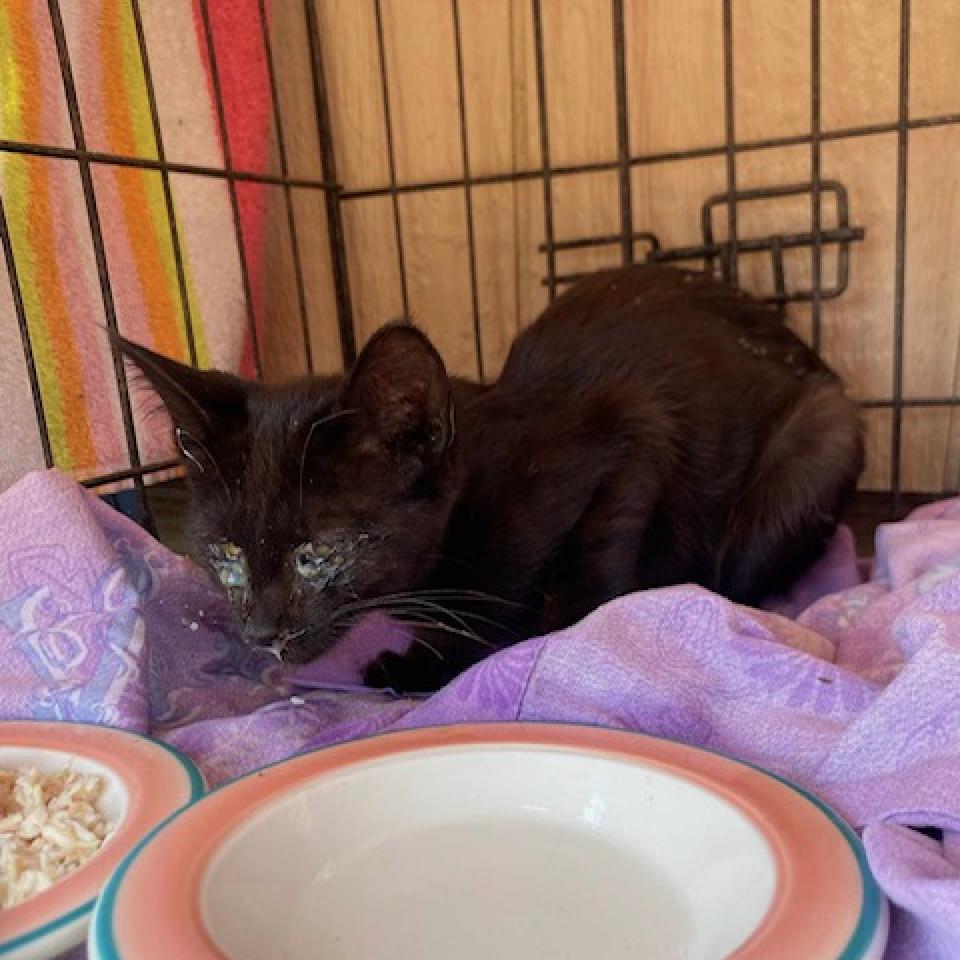 Enlarge U-Turn, a Adoptable Domestic Short Hair in South Haven, MI image 3/4